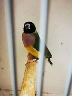 Gouldamadine pop, Vrouwelijk, Tropenvogel, Geringd