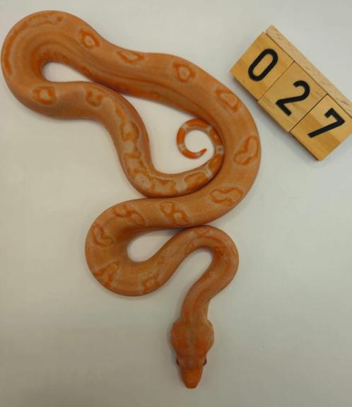 boa imperator Sunglow Leopard (66% moonglow leopard) vrouw, Dieren en Toebehoren, Reptielen en Amfibieën, Slang, 0 tot 2 jaar