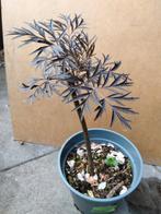 sambucus nigra black lace, Tuin en Terras, Planten | Struiken en Hagen, Overige soorten, Struik, Ophalen, 100 tot 250 cm