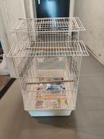 Kooi parkiet, Dieren en Toebehoren, Vogels | Parkieten en Papegaaien, Mannelijk, Parkiet