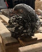 Wyandotte kriel hen, Dieren en Toebehoren, Pluimvee, Vrouwelijk, Kip