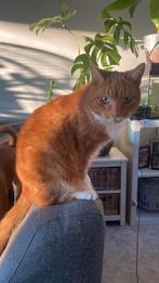 Vermist poes apeldoorn orden, Dieren en Toebehoren