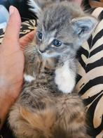 lieve kittens, Dieren en Toebehoren, Katten en Kittens | Raskatten | Korthaar, Poes