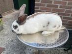 Isabel Lotharinger konijn, Mannelijk, Groot, 0 tot 2 jaar