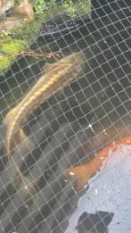 Karpers steuren enz, Dieren en Toebehoren, Steur