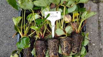 Aardbei stekken. Vele soorten beschikbaar voor biedingen