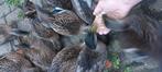 Kwakers, Dieren en Toebehoren, Pluimvee, Vrouwelijk, Eend