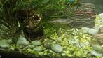 2x zebra danio en 1x neon tetra, Vis, Zoetwatervis, Schoolvis