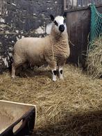 Kerry Hill ram te koop, Dieren en Toebehoren, Schapen, Geiten en Varkens, Mannelijk, Schaap