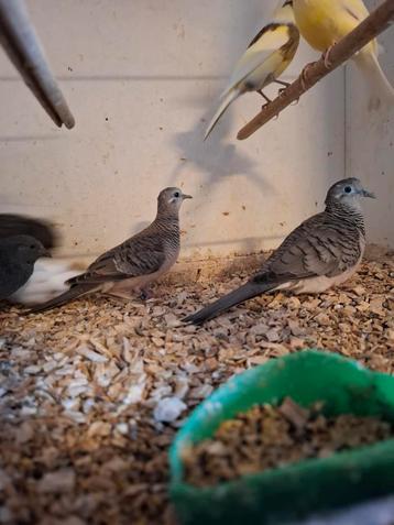 Koppel vrede's duifjes  beschikbaar voor biedingen