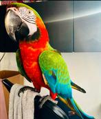 Handtamme supertamme harlekijn ara aangeboden!, Dieren en Toebehoren, Vogels | Parkieten en Papegaaien, Mannelijk, Papegaai, Tam