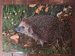 Dieren - Egel, Ophalen of Verzenden, Gelopen, Wild dier