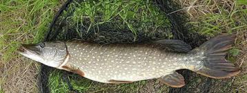 Set G 5 & set G 6 van elk 2 Baars-Snoekspinners met streamer beschikbaar voor biedingen