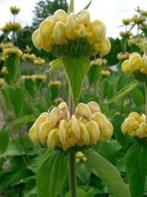 Bruidstaart plant phlomis russeliana puttertjes in de tuin, Vaste plant, Ophalen of Verzenden, Lente, Overige soorten