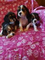 Lieve beaglier pups. Beagle x cavalier king charles spaniel, Dieren en Toebehoren, Beagle, 8 tot 15 weken, CDV (hondenziekte)