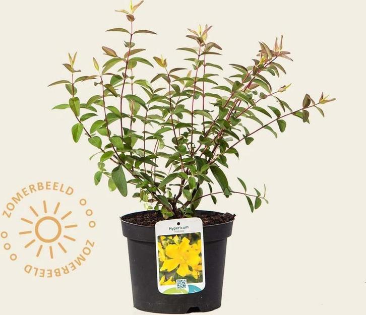 Hypericum, Tuin en Terras, Planten | Struiken en Hagen, Struik, Overige soorten, Minder dan 100 cm, Ophalen