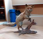 Vos, Dieren en Toebehoren, Maart, Meerdere dieren