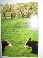 9511 koe of paard kaart, Verzenden, Zo goed als nieuw, Paard, Beeldje of Figuurtje