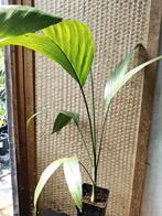 Areca Triandra, Huis en Inrichting, Palm, In pot, Minder dan 100 cm, Groene kamerplant