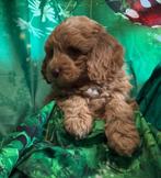 Mini australian labradoodle pups, Overige rassen, Meerdere, Meerdere dieren, Nederland