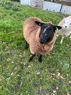 Dek rammen, Dieren en Toebehoren, Mannelijk, Schaap