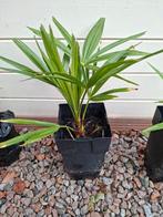 Palmboom winterhard, Volle zon, Ophalen of Verzenden, Minder dan 100 cm, Zomer