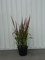 siergras Imperata red baron, Ophalen, Bloeit niet, Vaste plant, Siergrassen