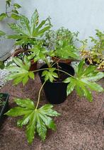 Fatsia japonica, Tuin en Terras, Planten | Tuinplanten, Ophalen, Overige soorten, Halfschaduw