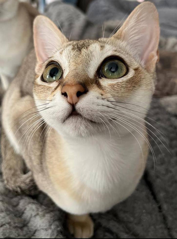 2 zeldzame Singapura katers (7 mnd, gecastreerd, met stamb.), Dieren en Toebehoren, Katten en Kittens | Raskatten | Korthaar, Kater