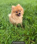 Pomeriaan van bijna 1, 15 weken tot 1 jaar, Eén hond, Nederland, Particulier