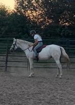 Leuke Bospony, Merrie, Recreatiepony, 11 jaar of ouder