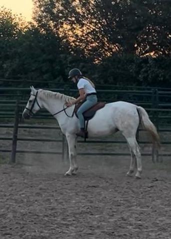 Leuke Bospony, Dieren en Toebehoren, Pony's, Merrie, Recreatiepony, 11 jaar of ouder