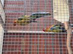 Jonge prachtrosella's, Dieren en Toebehoren, Geslacht onbekend, Parkiet