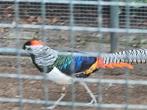 jonge lady amherst fazanten, Dieren en Toebehoren, Meerdere dieren, Overige soorten