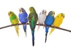 Mooie grasparkieten beschikbaar, Dieren en Toebehoren, Vogels | Parkieten en Papegaaien, Meerdere dieren, Parkiet