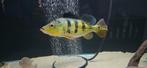 2x Cichla Monoculus 35-40cm deze week €200,-, Vis