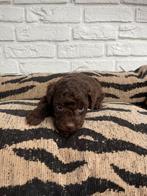 Maltipoo pups, maltipoo x toy poedel, Nederland, Reu, CDV (hondenziekte), 8 tot 15 weken