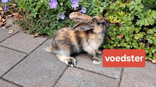 Jong, tam mooi getekend konijn (voedster), Dieren en Toebehoren, Konijnen, Middelgroot, Vrouwelijk, 0 tot 2 jaar