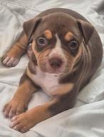 American bully xl pups ABKC, Rabiës (hondsdolheid), Overige rassen, 8 tot 15 weken, Meerdere