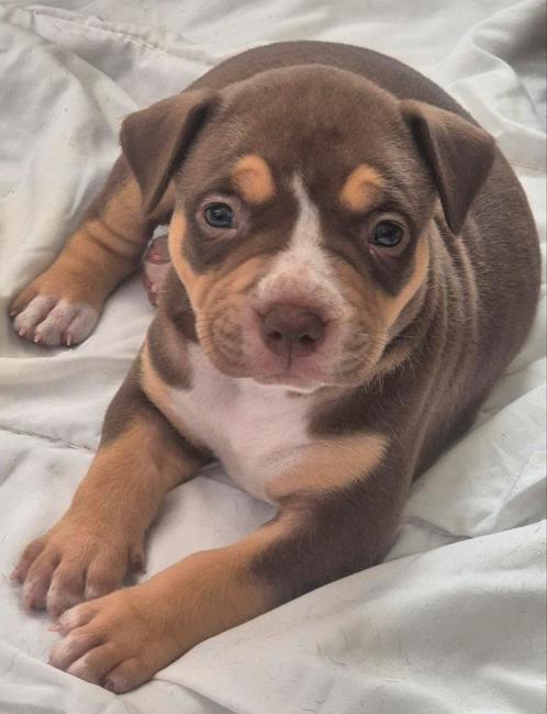 American bully xl pups ABKC, Dieren en Toebehoren, Honden | Bulldogs, Pinschers en Molossers, Meerdere dieren, Overige rassen