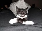 1 kitten vrouwtje poes, Dieren en Toebehoren, Katten en Kittens | Overige Katten