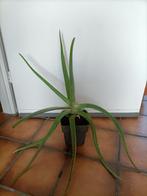 Mooie Aloë Vera plant. Voor € 4,- op te halen in Zierikzee., Huis en Inrichting, Kamerplanten, Groene kamerplant, Ophalen of Verzenden