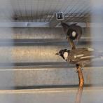 Buulbuul Irakees Roodoor XXL, Dieren en Toebehoren