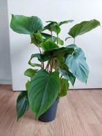 Homalomena Rubescens Maggy - Homalomena  H: 50 cm., Huis en Inrichting, Ophalen, Overige soorten, Halfschaduw, Minder dan 100 cm
