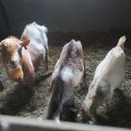 Hoorloze Dekbokken, Dieren en Toebehoren, Schapen, Geiten en Varkens, Mannelijk, Schaap