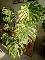 Monstera thai consellation incl. pot en mosstok, Huis en Inrichting, Kamerplanten, Ophalen, Overige soorten