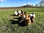 Jonge tamme zijdehoen kriel kippen, gesekst en ingeënt, Dieren en Toebehoren, Pluimvee, Vrouwelijk, Kip