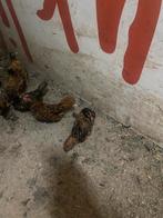 Kuikens te koop sebright ras zuiver, Dieren en Toebehoren, Pluimvee, Geslacht onbekend, Kip