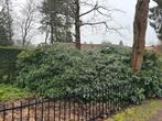 Rhododendron struik 6x5 meter, Ophalen, Rhododendron, 250 cm of meer