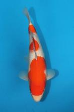 Kohaku maruhide, Dieren en Toebehoren, Karper of Koi